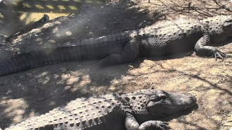 video screenshot of alligator